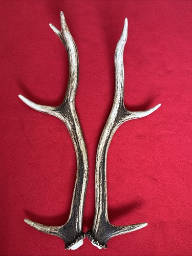 Pair red deer antlers - of, 520g