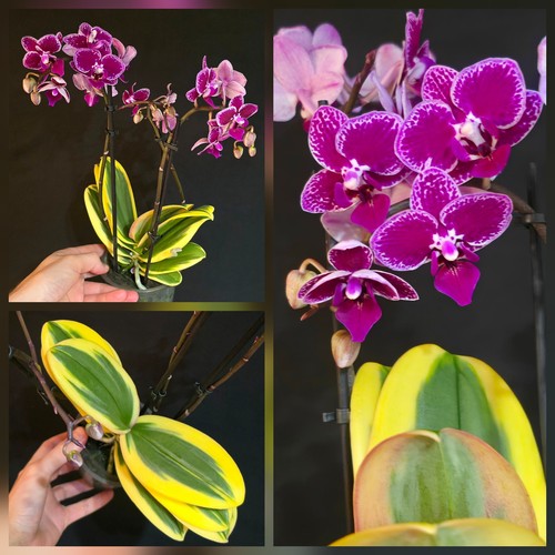 Rare phalaenopsis orchid chia - orchid,