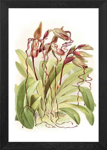 Cypripedium sanderianum framed - sanderianum,