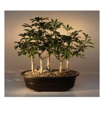 Hawaiian Umbrella Bonsai Tree