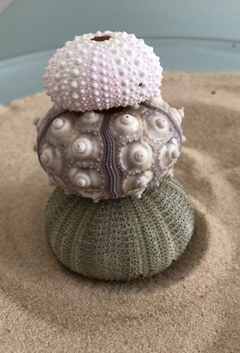 Sea urchin pink green - 3,