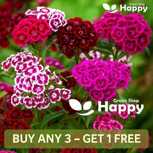 Sweet william flower mix - sweet,