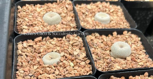 Cactus epithelantha bokei - cactus-, |