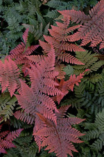Dryopteris koidzumiana Red