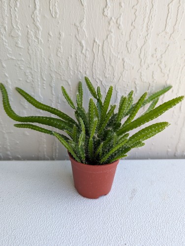 Dog tail cactus selenicereus - tail,