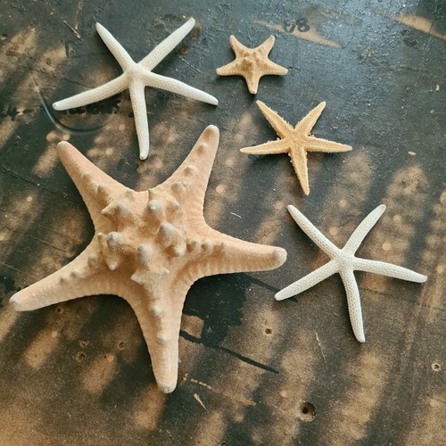 Natural real starfish star - starfish,