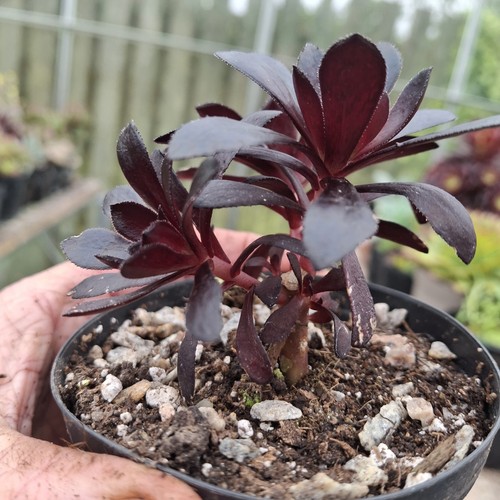 Aeonium arboreum schwarzkopf - aeonium,