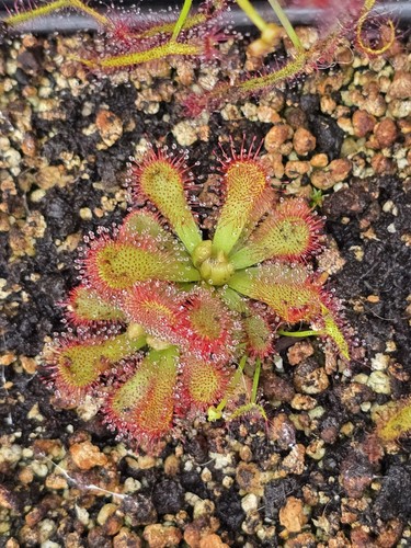 Drosera venusta carnivorous - drosera,
