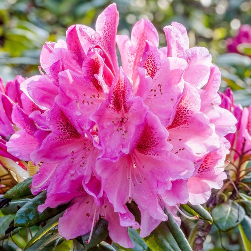 Rhododendron cosmopolitan - rhododendron,
