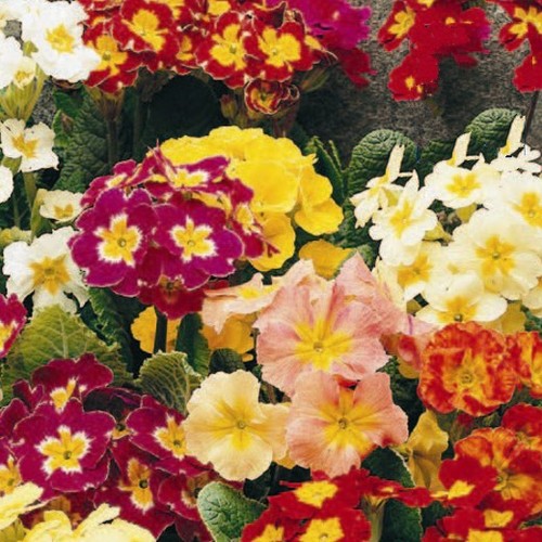 Polyanthus mixed a - –,