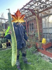 UK Grown  8 Seeds of 4Fit Long