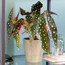 Spotted Begonia Maculata Popular Indoor Houseplant 20-30cm with Pot