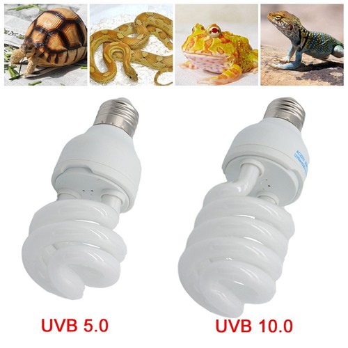 Pet screw bulb - pet, reptile