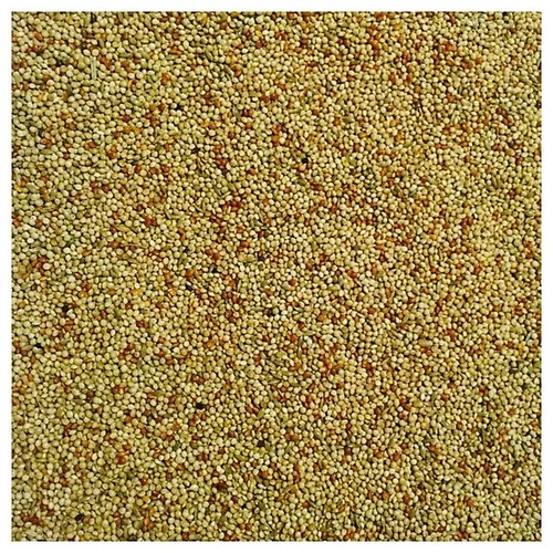 Bucktons special budgie seed - special,