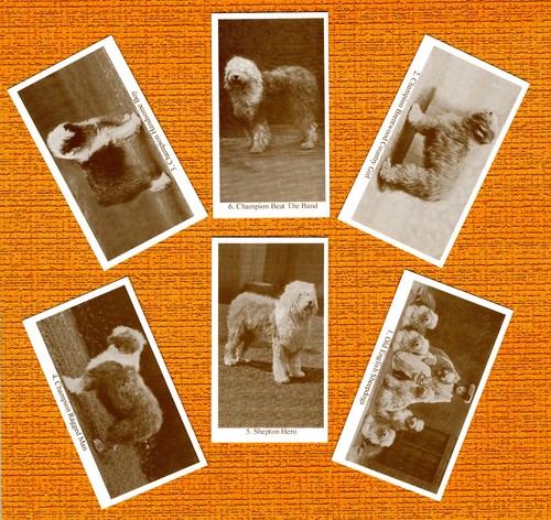 Old english sheepdog - english,