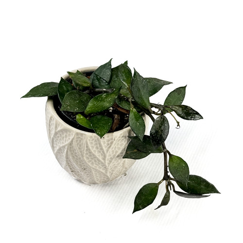 Hoya krohniana black 6cm - krohniana,