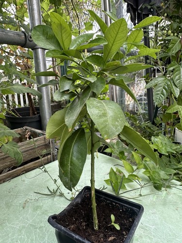 Tangerine plant cm - plant, (bonsai)