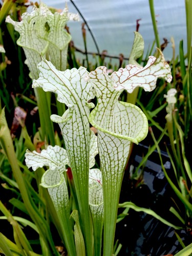 Sarracenia leucophylla tall - leucophylla,