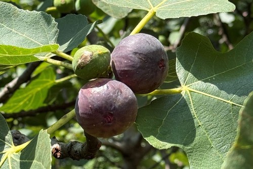 Brown turkey fig 9cm - fig, pot