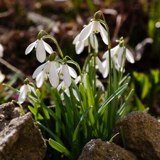20 Single Snowdrop Galanthus Woronowii Bulbs Early Spring Flowering Hardy Garden