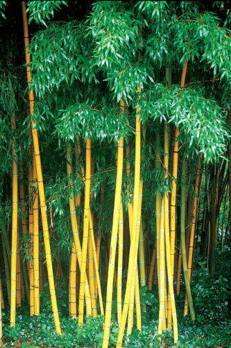 Seeds yellow bamboo fresh - yellow,