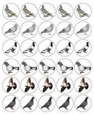 Pigeons Cupcake Toppers Edible