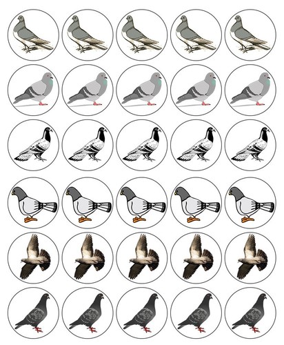 Pigeons cupcake toppers edible - pigeons,