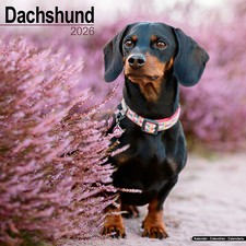 Dachshund 2026 Calendar | Dog