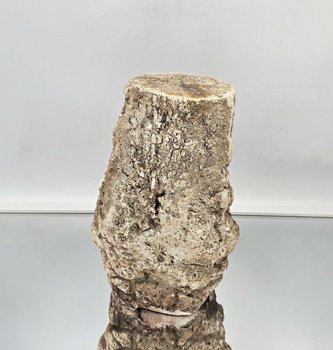 Large fossil wood branch - wood, /