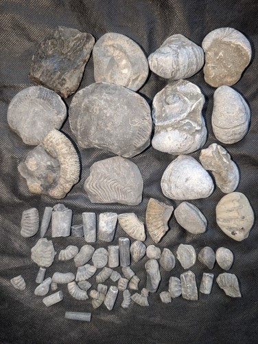 Jurassic marine fossil - jurassic,