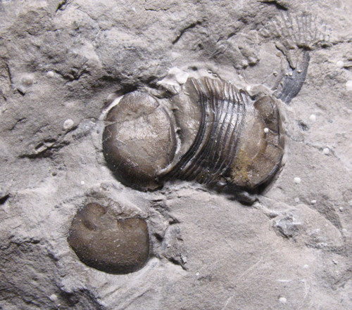 Silurian rochester shale - silurian,