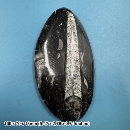Orthoceras fossil genuine - –,