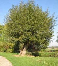 Willow cuttings 30x salix - cuttings.,