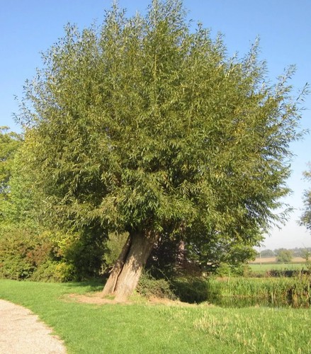 Willow cuttings 30x salix - cuttings.,