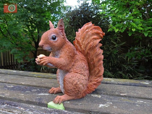 Sitting red squirrel real - real, life