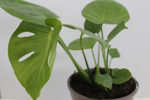 Houseplant litre pot - pot,