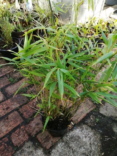 Bamboo fargesia rufa - fargesia, live
