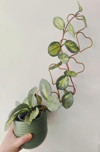 Hoya argentea princess - argentea,