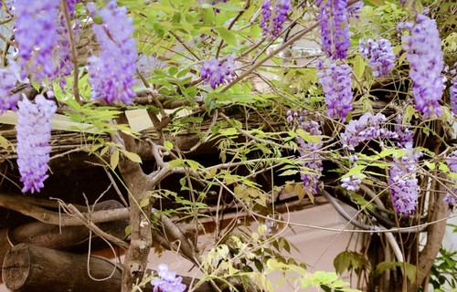 30cm long wisteria - x, purple