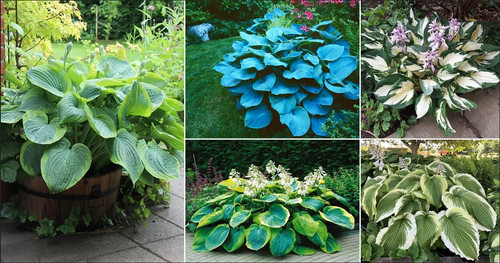 Hosta mix varieties - varieties, 'fire