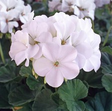 Flower - Geranium - Horizon F1