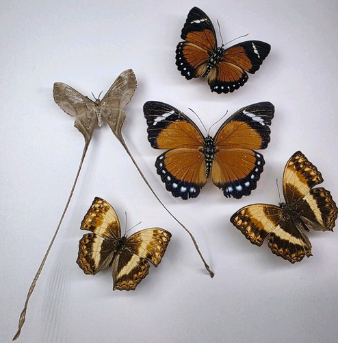 Real butterfly moth collection - butterfly/moth,