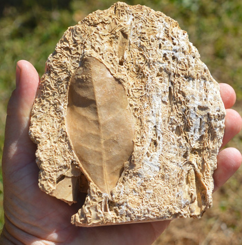 Amazing rare fossil - rare,