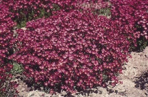 Saxifraga purple robe - saxifraga,