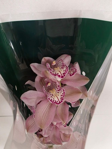 Farm fresh orchid cymbidium - farm, orchid/cymbidium