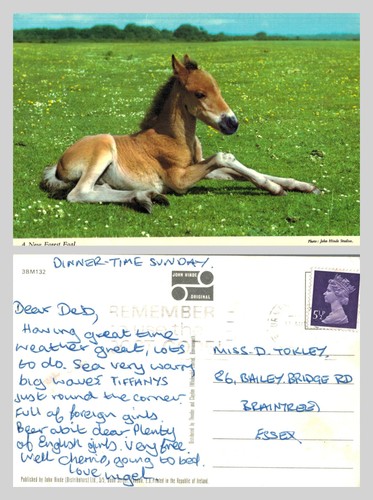 Postcard new forest - postcard, foal