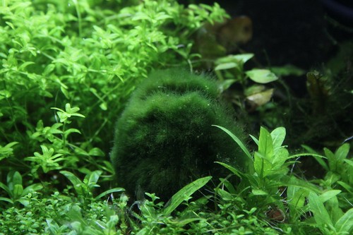 Marimo moss balls beautiful - marimo,