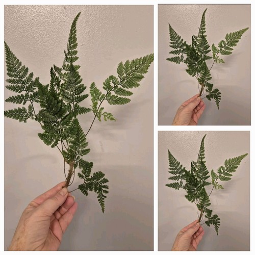Large rare davallia - 3x,