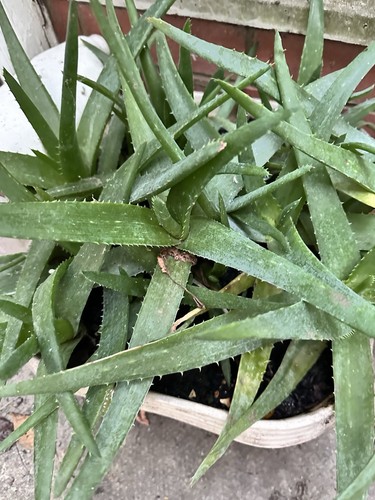 Aloe vera potted - aloe,