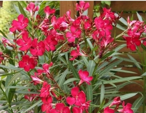 Red oleander nerium 20 - nerium,